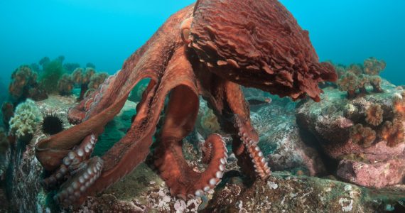biggest octopus enteroctopus dofleini with eight limbs