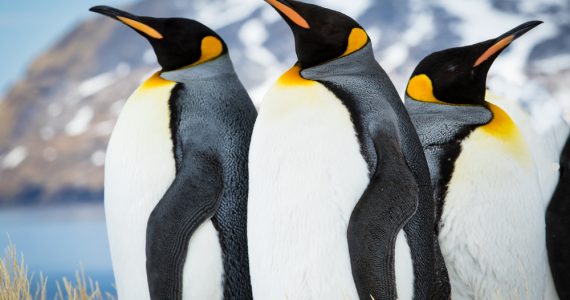 biggest penguins portrait shot around the southern hemisphere