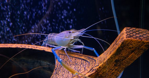biggest shrimp and prawns inside an aquarium
