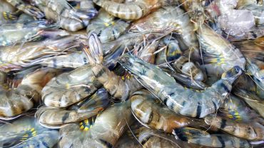 Can You Eat Shrimp Tails?