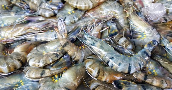 biggest shrimp and prawns in local seafood market