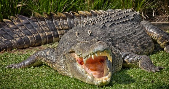 blue whale heart weigh same as saltwater crocodile
