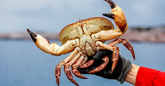 human holding brown crab cancer pagurus