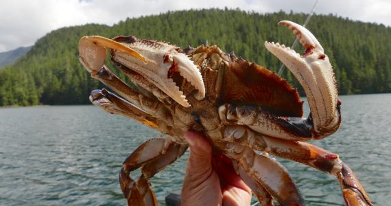 dungeness crab with broad oval-shaped hard shell