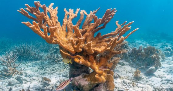 yellowish-brown elkhorn coral in caribbean sea