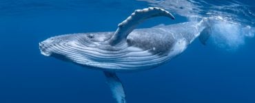 humpback whale megaptera novaeangliae with long pectoral fins