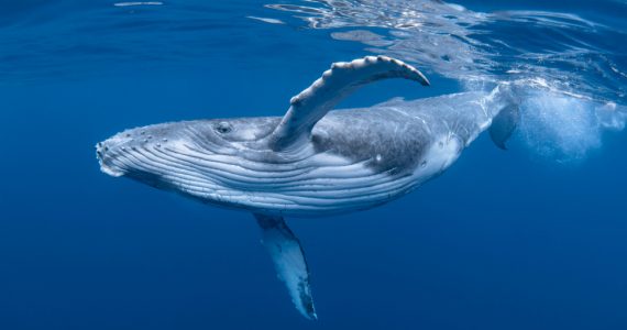 humpback whale megaptera novaeangliae with long pectoral fins