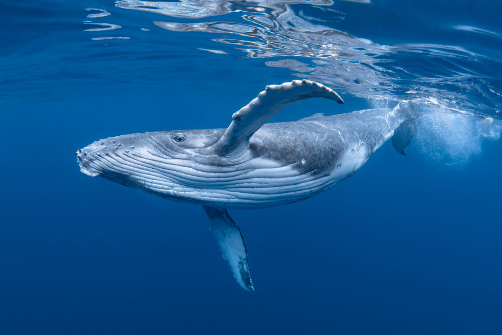 Humpback Whale Facts Information Guide American Oceans Humpback Whale Facts Information Guide American Oceans