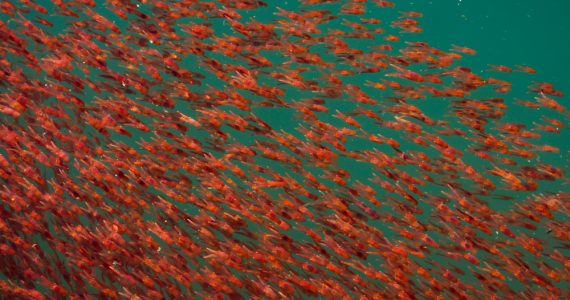 krill swarms the ocean followed by blue whale