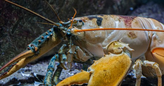 nova scotia lobster underwater heaviest marine crustacean