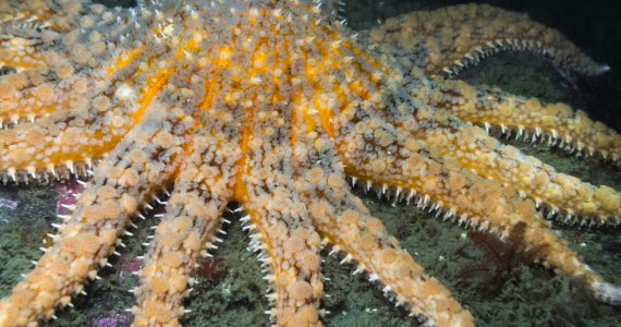 largest starfish spikey arms feed on algae underwater