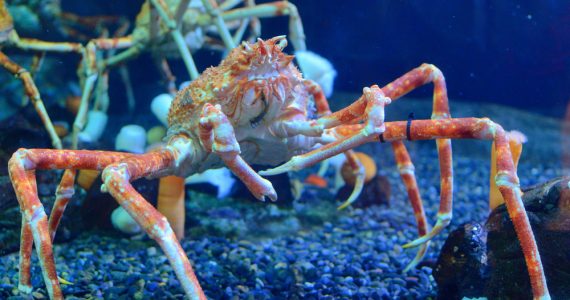 orange japanese spider crab around the Japanese islands