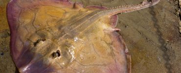 Skate,(fish)