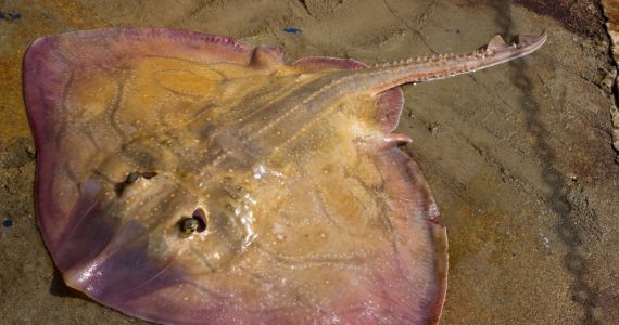Skate,(fish)