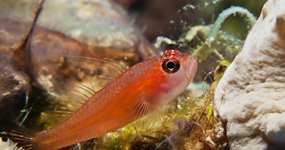 smallest fish in the world