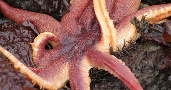 stimpson’s sun star with purplish-gray stripes underneath rays