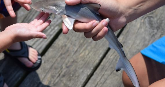 top smallest sharks hold by human hand