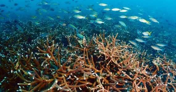 staghorn types of coral reefs in pacific ocean