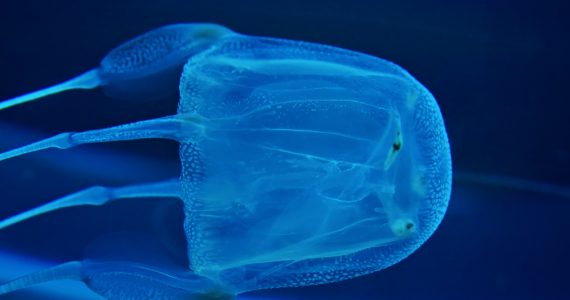 box types of jellyfish in an aquarium