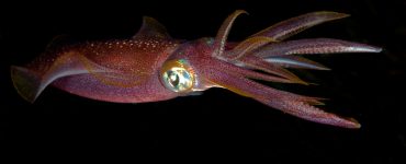 large red squid