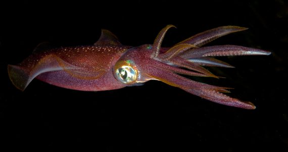 large red squid