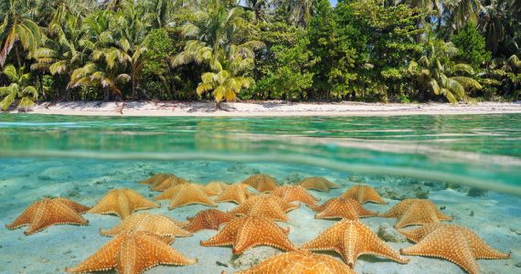 can you eat starfish
