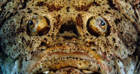 a close up of a hideous fish