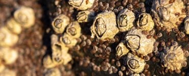 Closeup of Acorn barnacles