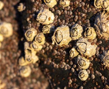 Closeup of Acorn barnacles