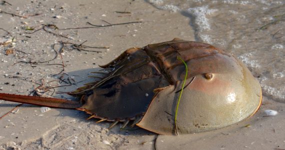 Horseshoe Crab