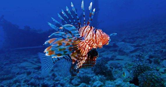 Lion Fish in the Red Sea