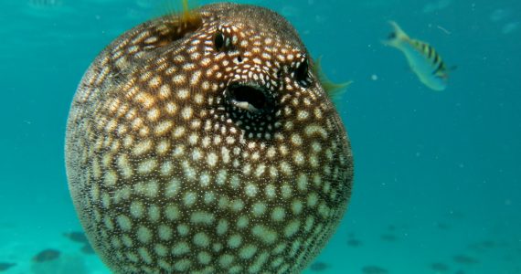 Puffer fish