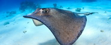 stingray swimming