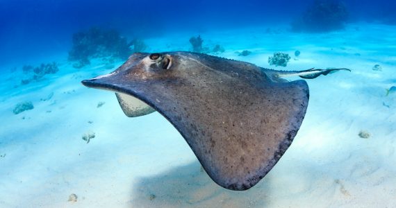 stingray swimming