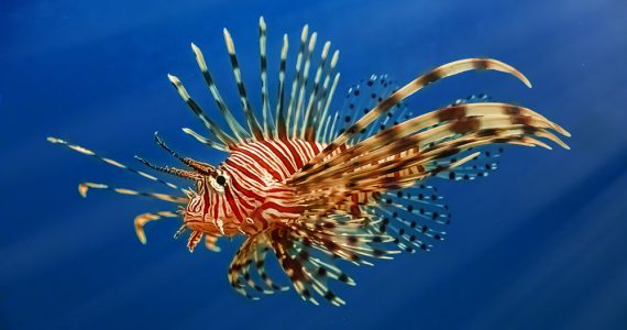 can you eat lionfish