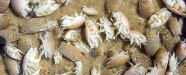 sand fleas