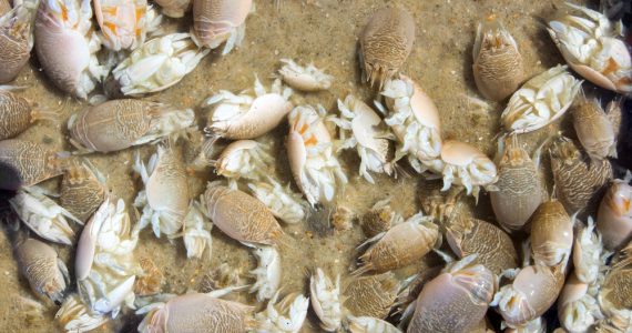 sand fleas