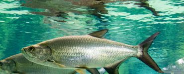 tarpon swimming