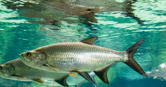 tarpon swimming