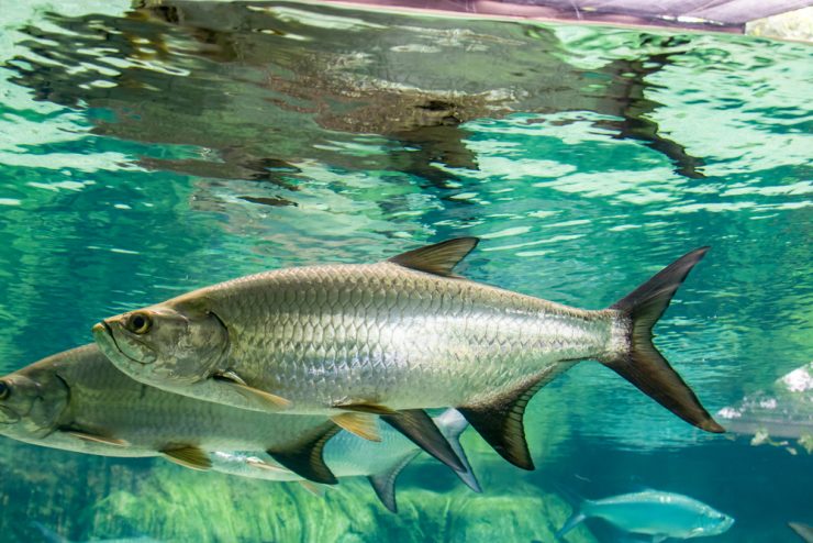 tarpon swimming