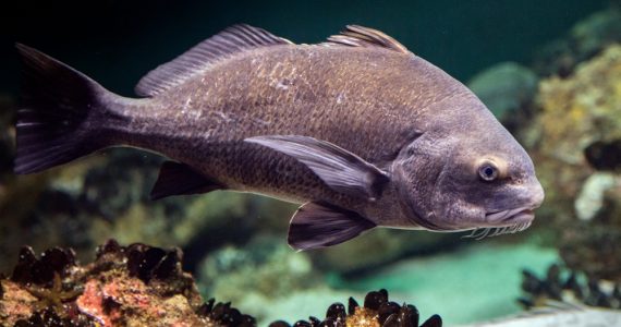 Black drum