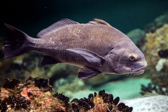 Detailed Can You Eat Black Drum Scene Concept Detailed Can You Eat Black Drum Scene Concept