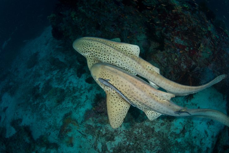 Do Sharks Lay Eggs or Give Live Birth? You May Be Surprised!