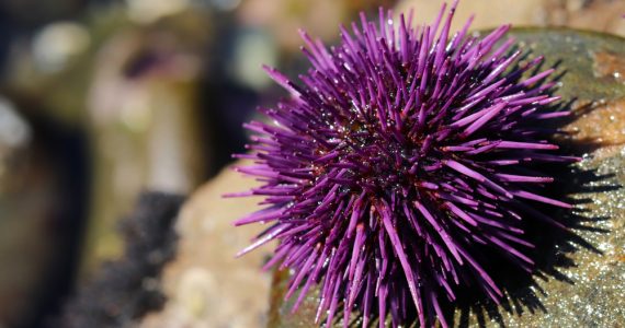 Purple sea urchin