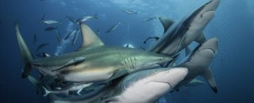 school of oceanic black tip sharks