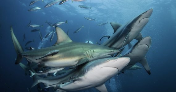 school of oceanic black tip sharks