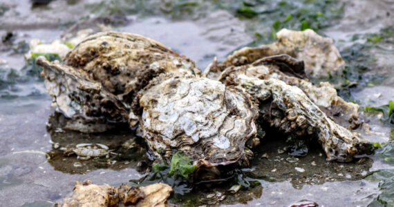 an exposed oyuster bed at low tide