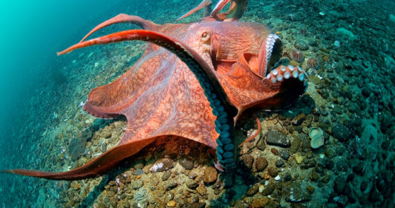 Giant Octopus Dofleini