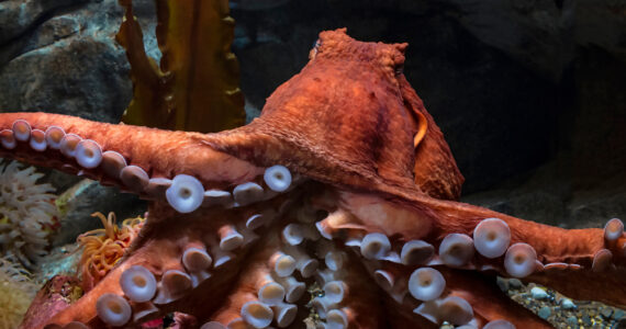 a giant pacific octopus with its tentacles spread