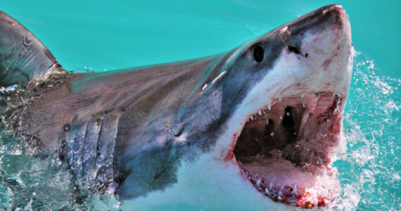 Great white shark breaching the surface with mouth open